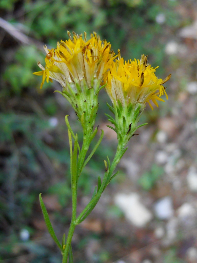 Galatella linosyris